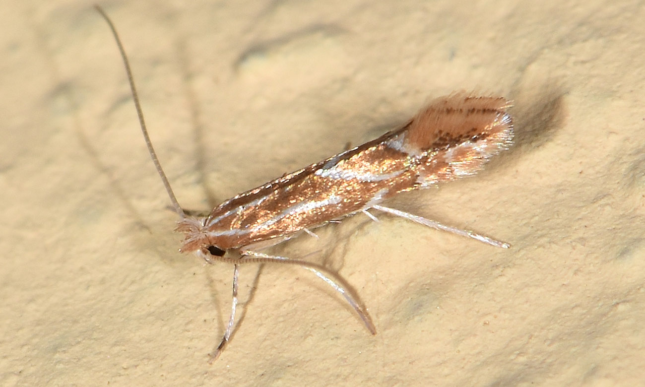 Gracillariidae: Phyllonorycter distentella? Cfr P. leucographella